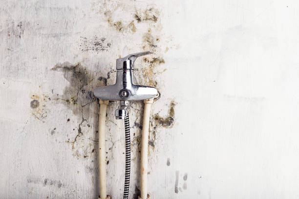 Best Emergency Mold Removal  in Napavine, WA