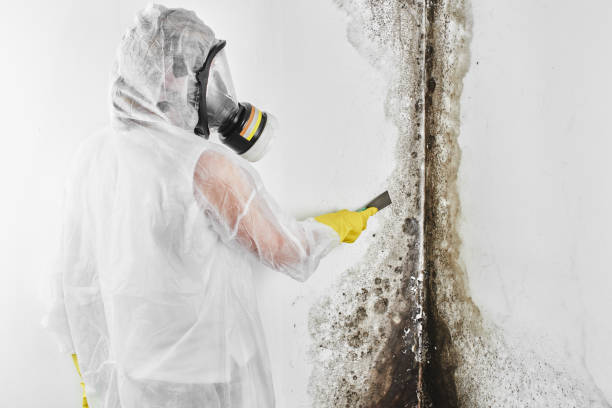 Best Black Mold Removal  in Napavine, WA