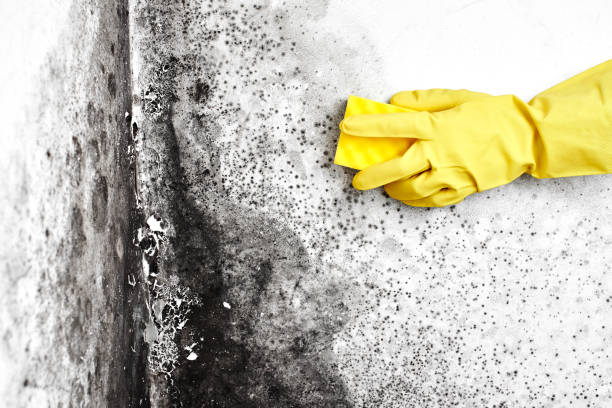 Best Fast Mold Removal  in Napavine, WA