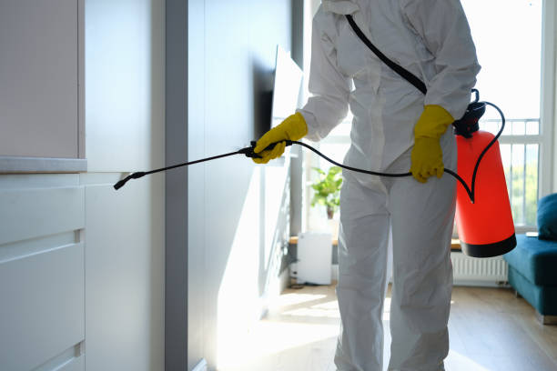 Best Home Mold Removal  in Napavine, WA