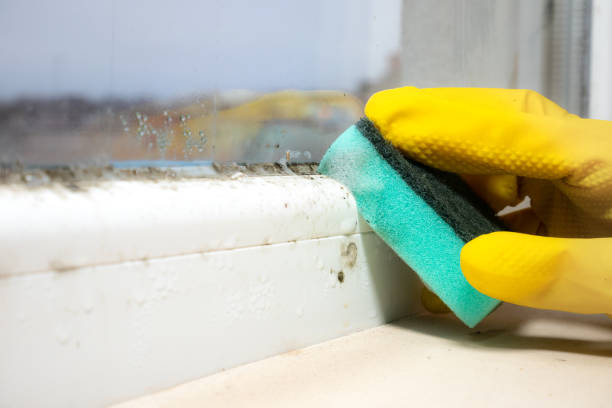 Best Affordable Mold Removal  in Napavine, WA