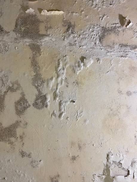 Best Crawl Space Mold Removal  in Napavine, WA