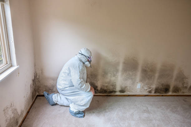 Best Same-Day Mold Removal  in Napavine, WA