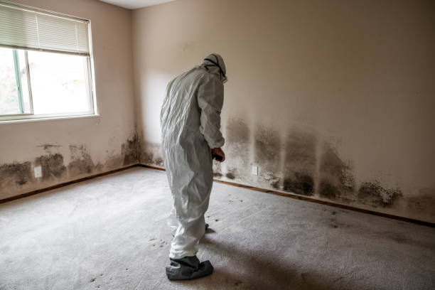 Best Best Mold Removal Companies  in Napavine, WA