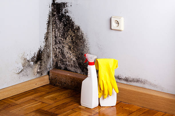 Home Mold Removal in Napavine, WA