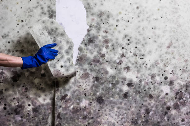 Trusted Napavine, WA Mold Removal Experts