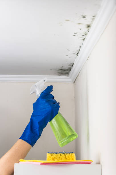 Office Mold Removal Services in Napavine, WA